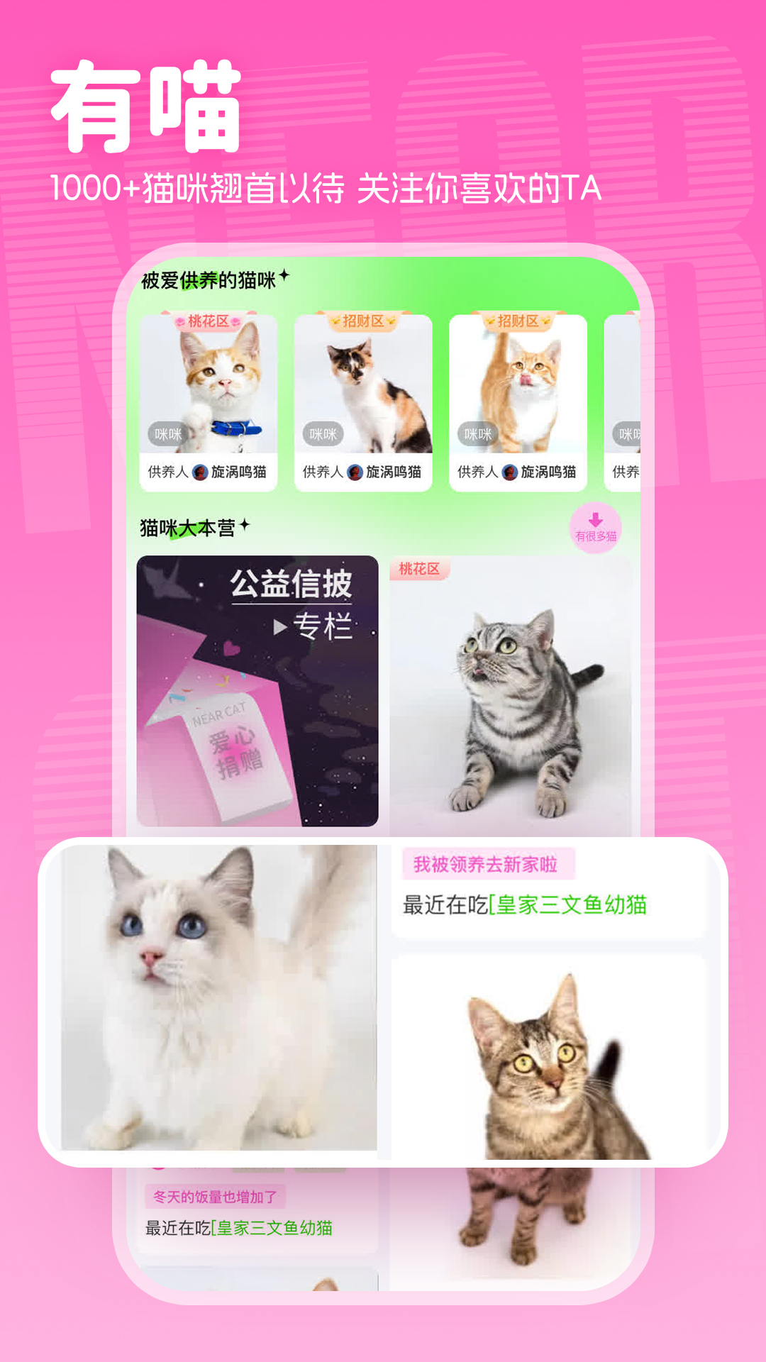 附近有喵_截图3