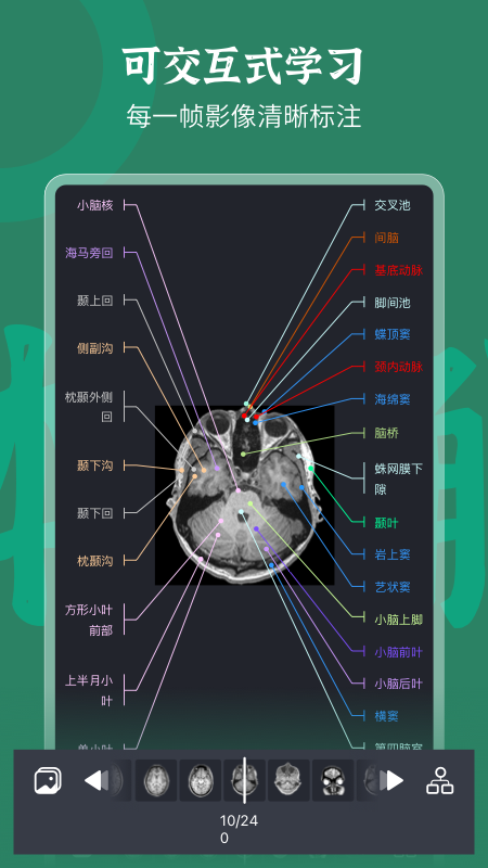 万康人体解剖