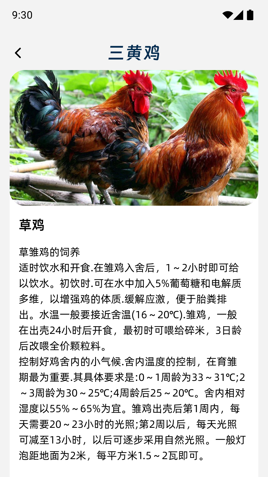 鸡祥如意