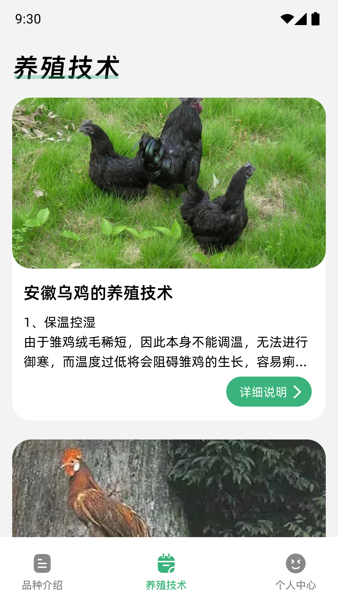 鸡祥如意