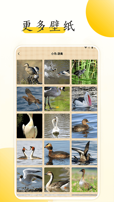 小鸟壁纸大全_截图2