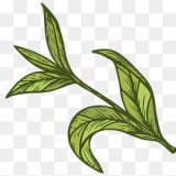 玫瑰茶园下载_玫瑰茶园最新版下载