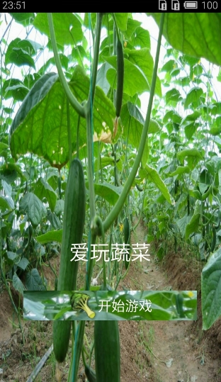 爱玩蔬菜