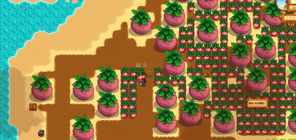 星露谷物语中海莉密室的选择攻略是什么