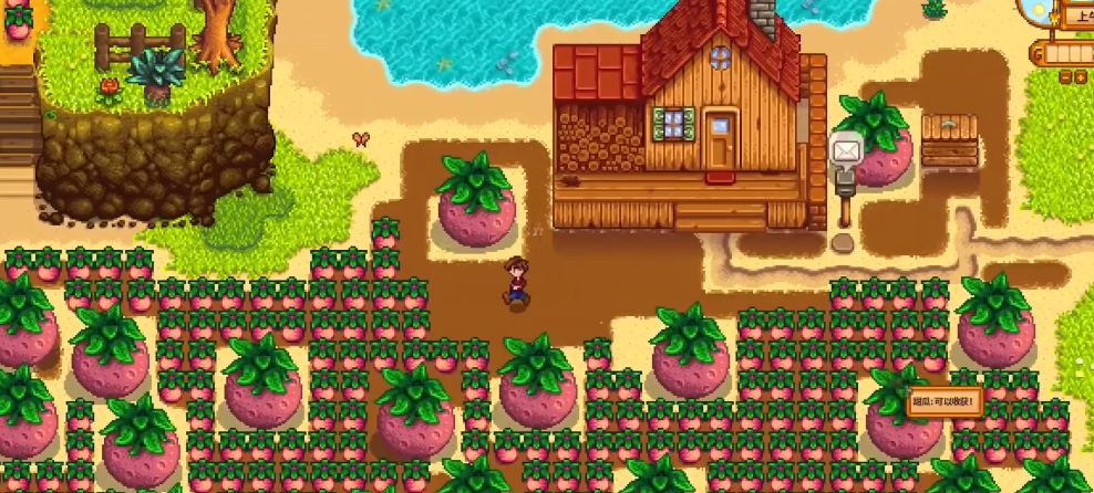 星露谷物语中海莉密室的选择攻略是什么