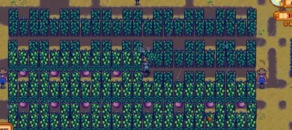 星露谷物语中海莉密室的选择攻略是什么